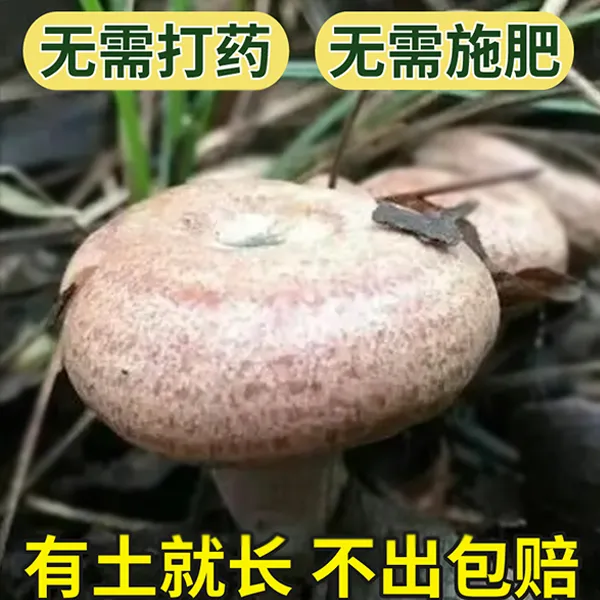 野生优质乌枞菌黄枞菌菌种菌包居家培植野生枞树菌黄碟菌菌种家种
