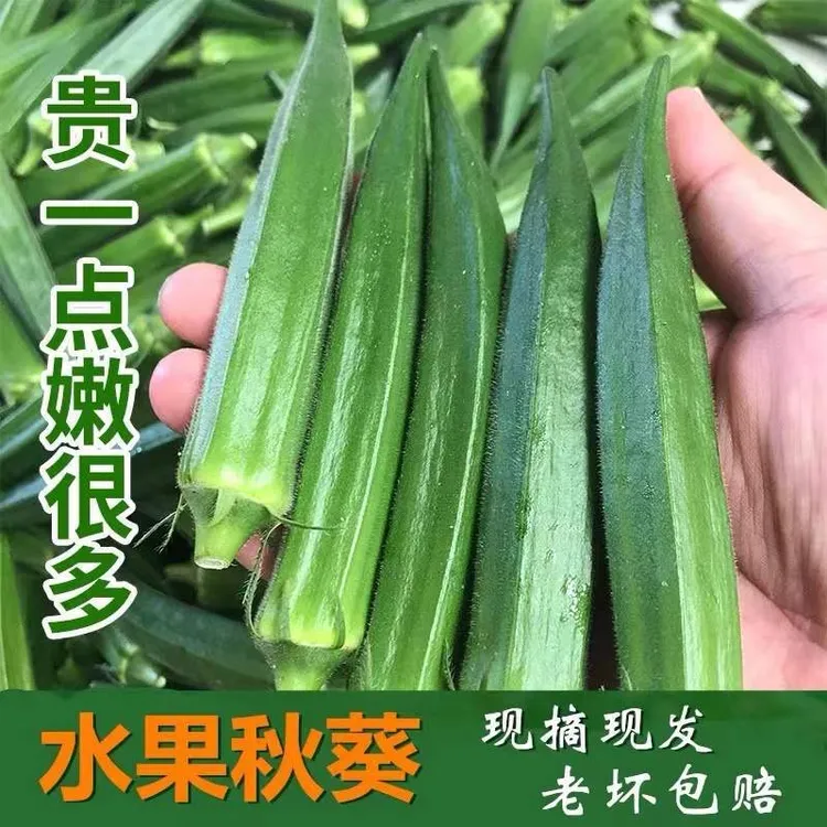 自种秋葵高营养烹炒凉拌新鲜2斤天热偏远地区慎拍普通纸箱发货