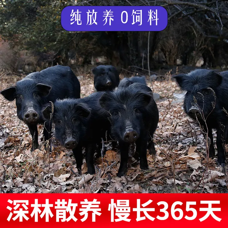 【预定链接】新鲜正宗散养跑山藏香猪4斤起包邮【连骨带肉一刀切】