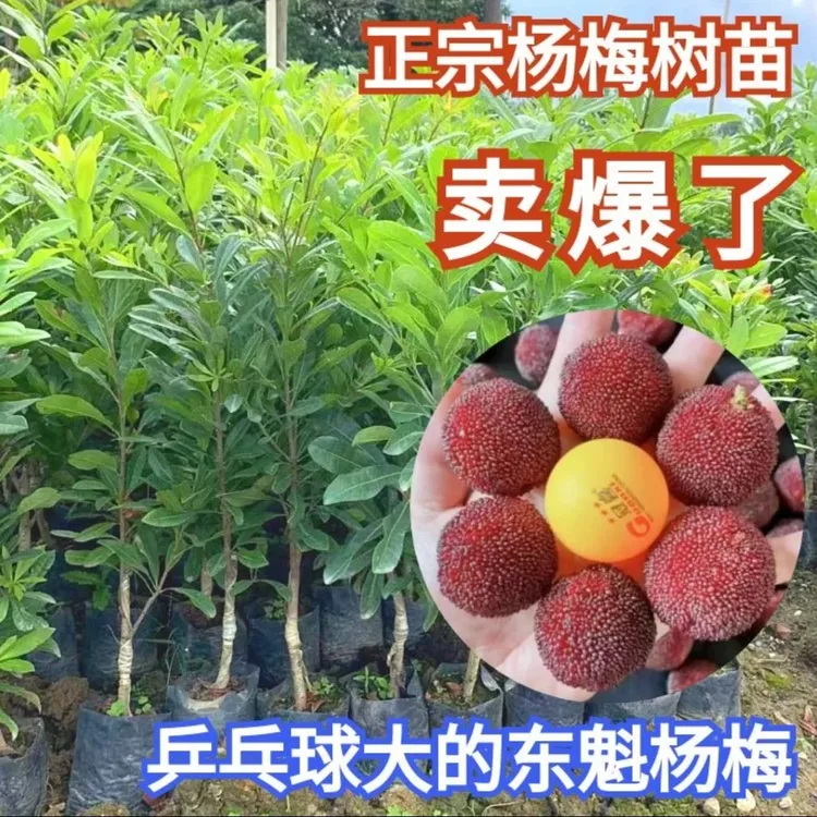 （1年苗）东魁杨梅黑炭杨梅嫁接苗带土带叶子南北方盆栽地栽