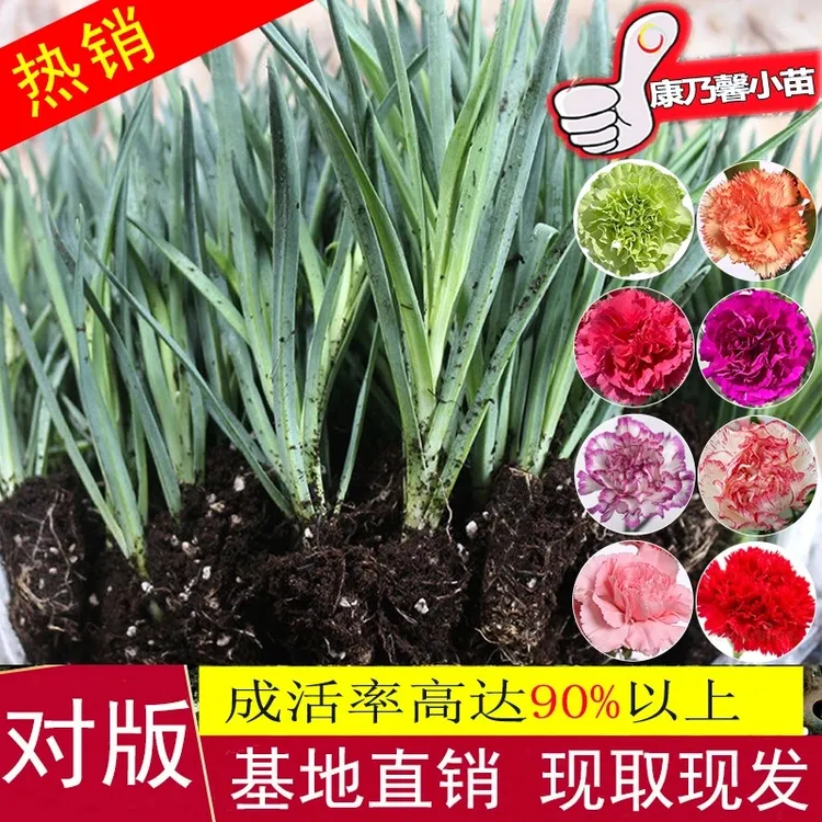 【10棵福利装】康乃馨花苗四季开花大花阳台庭院花卉小苗好种易成活
