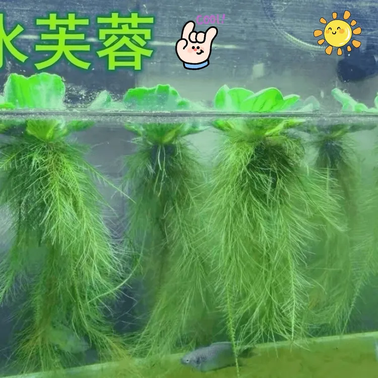 浮萍水草水面水生水培植物造景净化水质耐寒养鱼缸池塘庭院水芙蓉