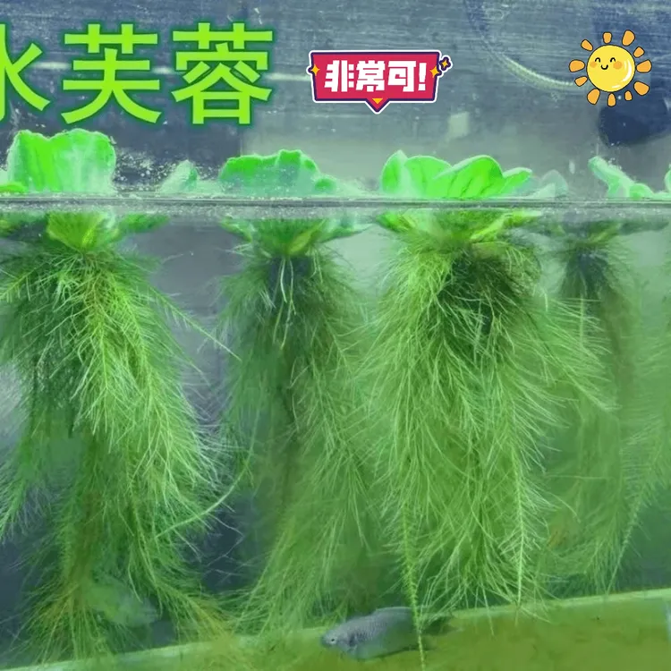 水芙蓉浮萍好养水草水面水生水培植物造景净化水质养鱼缸池塘庭院