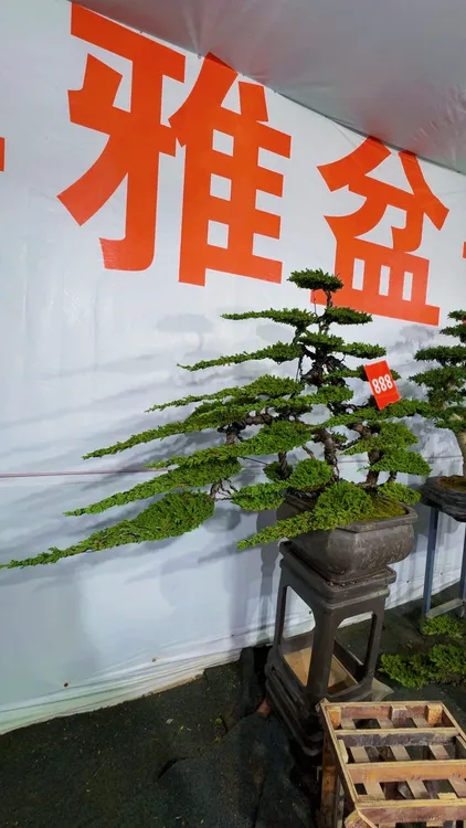 珍珠柏造型盆景室内外四季常青老桩盆栽含盆含底座包邮