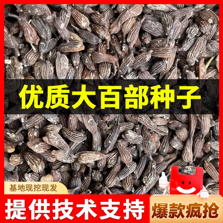 优质四川百部新种子对叶百部种子 云南红花白花紫花对叶百部种籽
