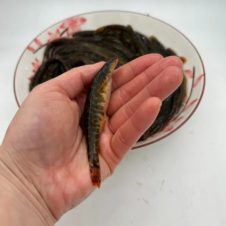 东北河鲜花泥鳅1斤起顺丰快递