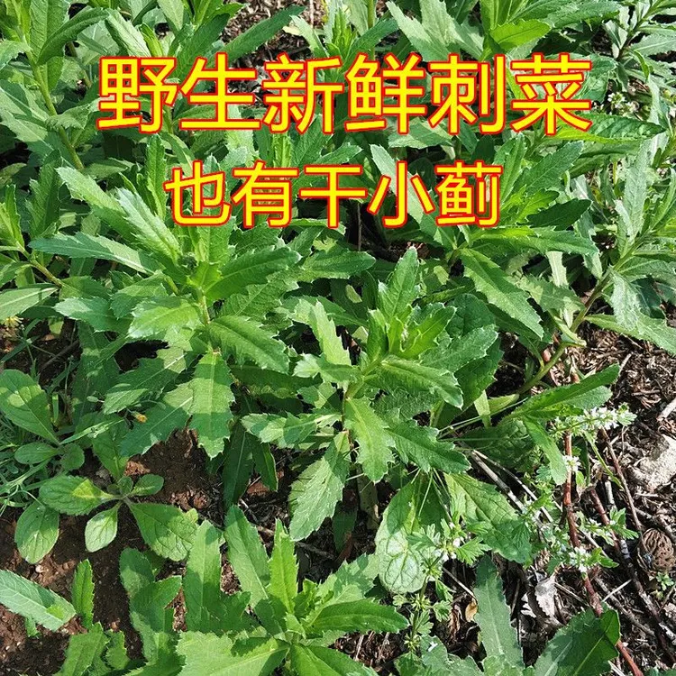 新鲜野生小蓟菜刺儿菜七七芽菜纯天然无污染