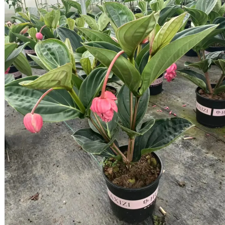宝莲灯花小苗大棵价格福利春季秋季客厅植物