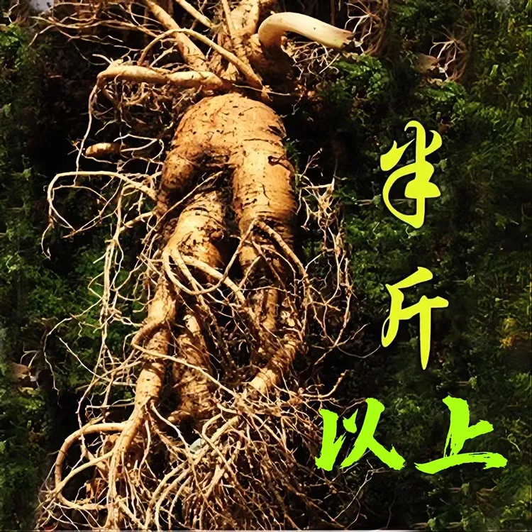 长白山新鲜大人参，高年头老货，半斤以上种植鲜参  坏单包赔