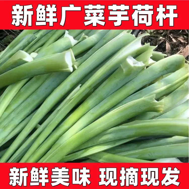 新鲜广菜芋荷梗白芋现摘应季自家种蔬菜广菜芋荷杆可做酸辣浸芋禾