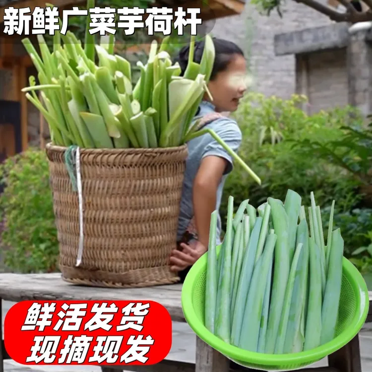 广荷菜新鲜现摘广菜芋荷梗白芋荷菜应季蔬菜芋荷杆农家自种白芋荷