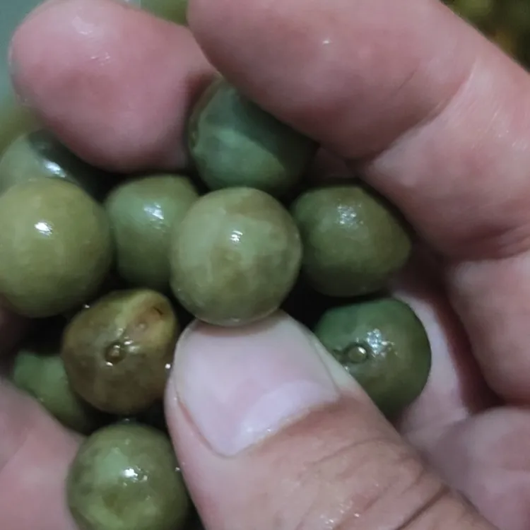 2025固始新鲜鸡头籽一箱3斤1500g—5斤2500g顺丰包邮