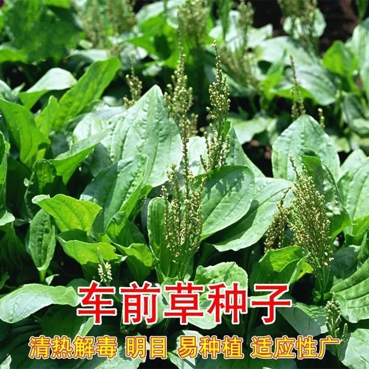 野生车前草种子耐寒耐旱车轮草食用车前子种籽四季播野菜中草药子