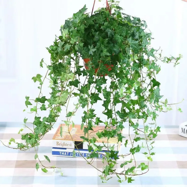 常春藤盆栽室内垂吊兰植物净化空气四季常青长青藤绿植垂钓型植物