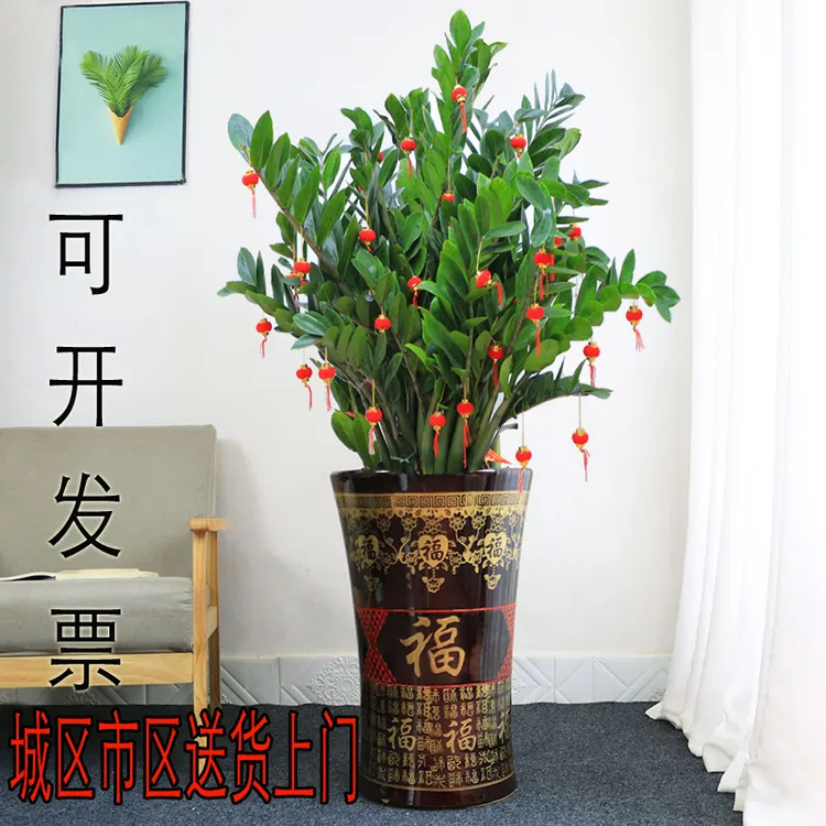 金钱树大棵盆栽公司大型绿植乔迁开业送礼钱串子办公室吸甲醛招财