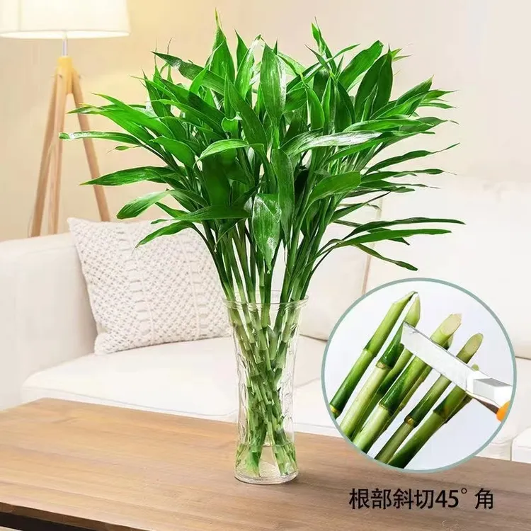 2025乙巳年水培水养富贵竹水竹室内花瓶家用书房办公客厅摆件