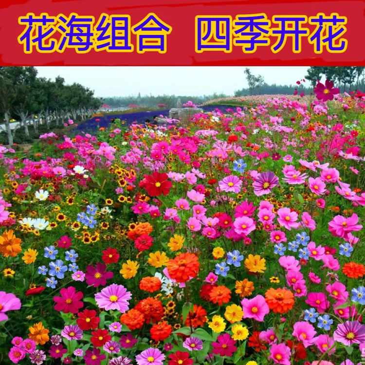 【多花组合】混色野花组合花卉种子太阳花洋桔梗庭院四季播种开花