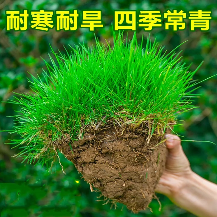 【直播一】草坪草籽别墅庭院绿化固土耐旱护坡草皮低矮四季青多年生商品图
