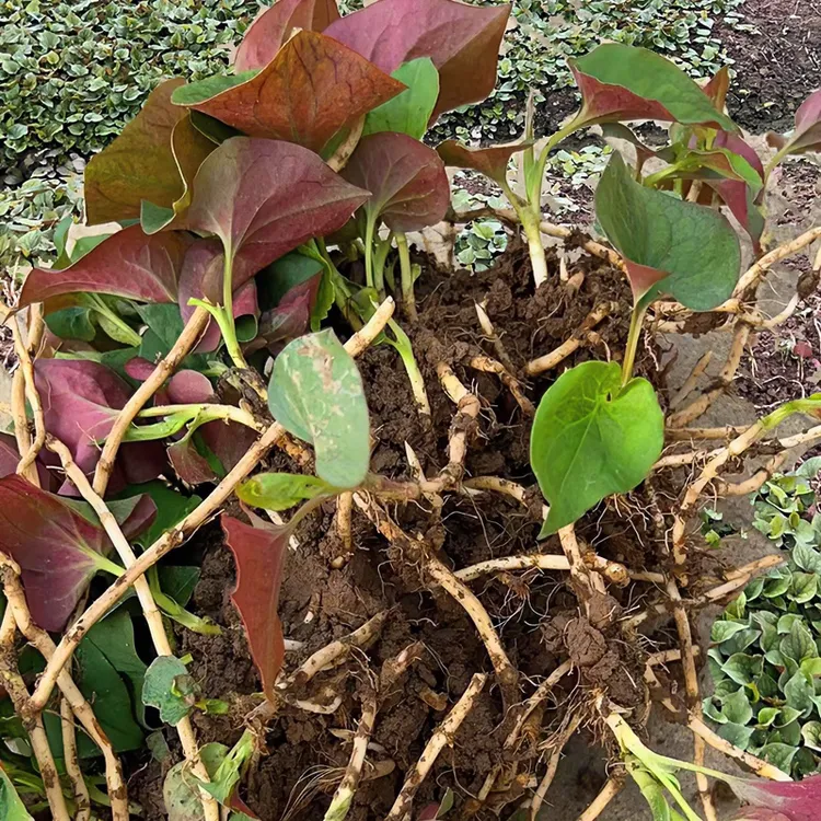 四川鱼腥草新鲜嫩根带叶折耳根嫩叶连带根节节根芽猪鼻孔野菜包邮