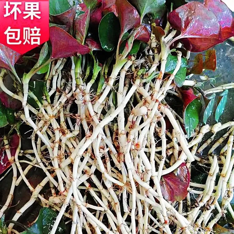 四川特产鱼腥草折耳根嫩叶连根嫩叶嫩根新鲜现挖现发