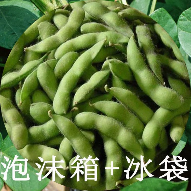 新鲜蔬菜四川带壳青毛豆农家自种蔬菜现摘现发泡沫箱加冰袋发货