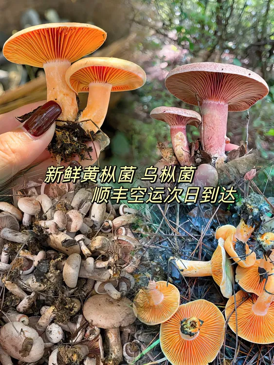 精品大小混搭乌枞菌黄枞菌松树菇新鲜顺丰冷链空运蕈黄枞菌子蘑菇