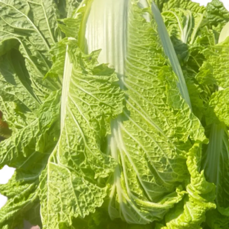 2025年河北足迹生鲜农场自种冬储大白菜蔬菜五斤包邮现货新鲜到家