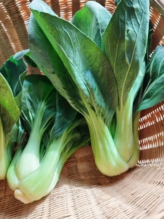 湖南新鲜衡阳农家自种乡下本地黑大头季节蔬菜现摘现发小青菜5斤