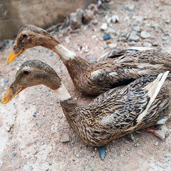 安徽农家1-2年老麻鸭现杀土麻鸭肉生态鸭老鸭子散养放养水鸭土鸭