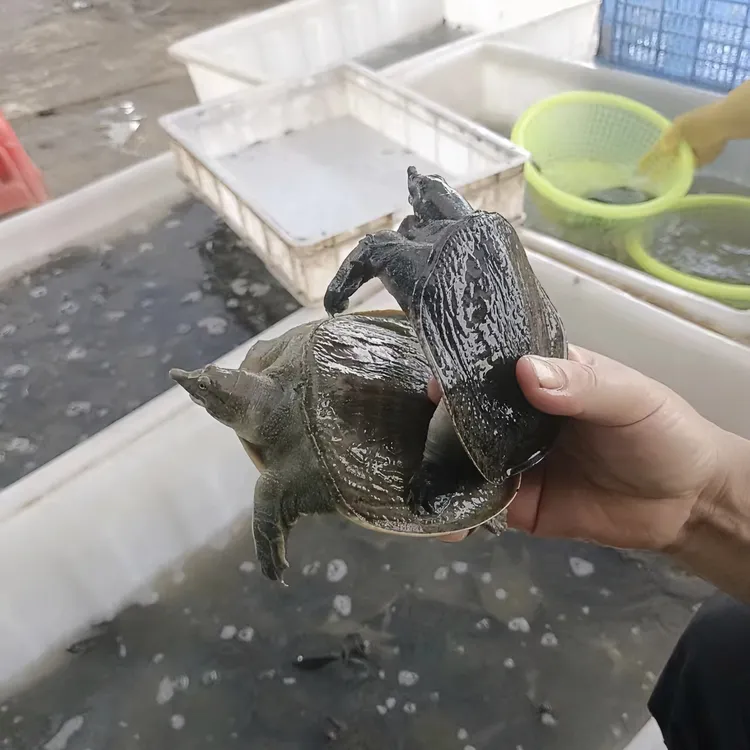 顺丰包邮甲鱼苗外塘养殖团鱼水鱼王八苗中华鳖苗1-5两