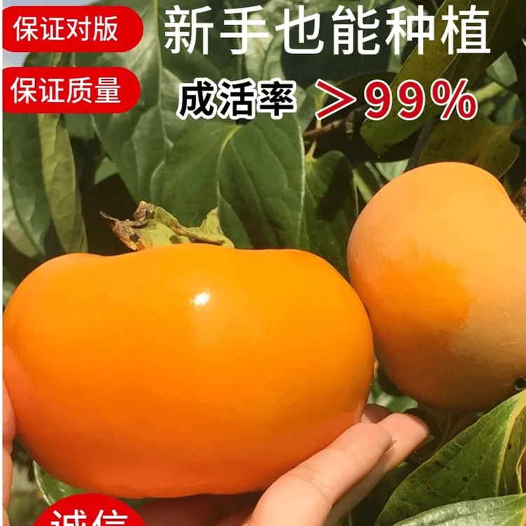 嫁接太秋甜柿子树苗阳丰脆柿子庭院盆栽南北方种植果树苗耐寒带土