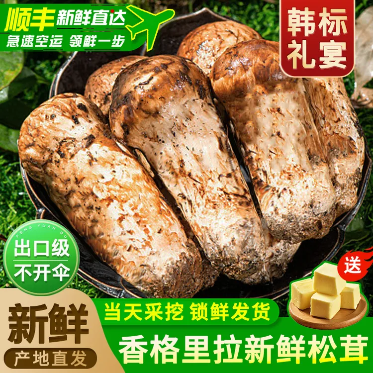 香格里拉松茸正宗新鲜松茸菌菇云南顺丰空运不开伞现挖现发食用菌