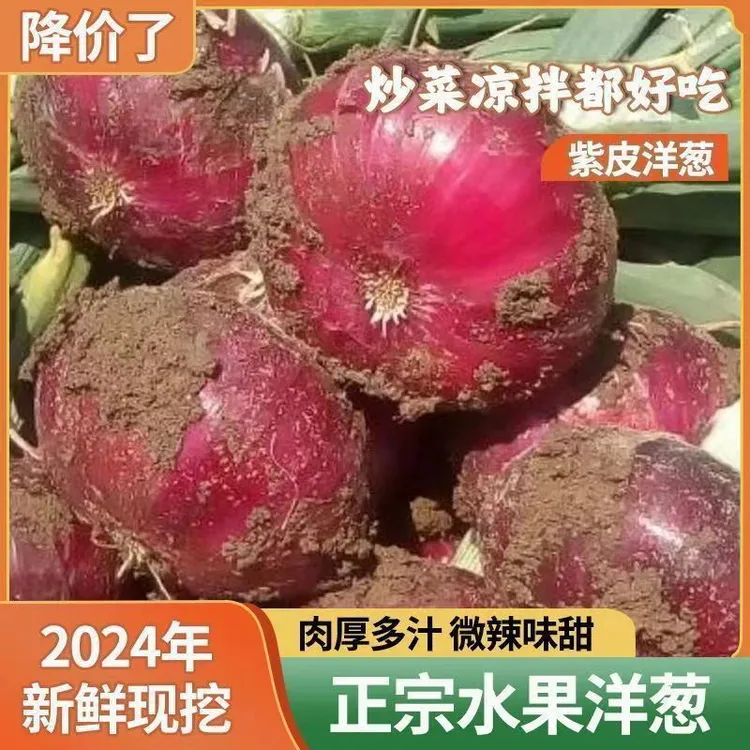 2025新鲜现挖河南扁洋葱水果洋葱二红洋葱脆甜微辣可生吃5斤装