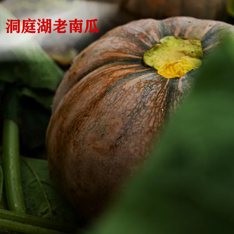 西洞庭湖老品种磨盘南瓜盘龙南瓜现摘现发