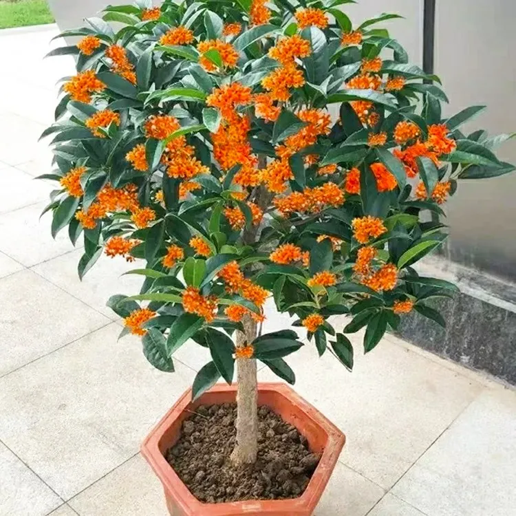 树苗嫁接八月金桂庭院浓香型盆栽花卉四季桂丹桂当年电视柜开花