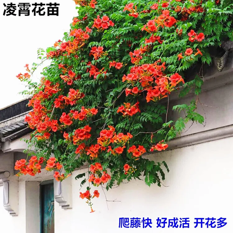 凌霄花苗美国凌霄树苗爬藤植物花卉盆栽阳台庭院爬墙园林景观绿化