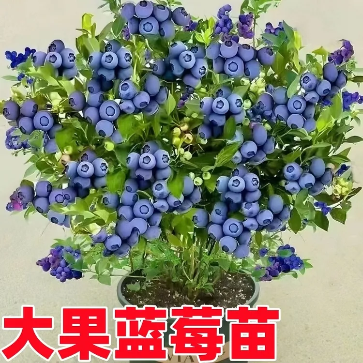 奥尼尔蓝莓树苗蓝莓苗南北方适宜阳台庭院大果蓝莓春季种植当年结