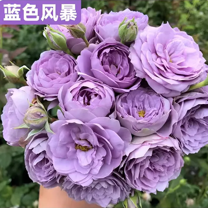 蓝色风暴月季玫瑰盆栽四季开花阳台室内室外庭院浓香花卉绿植花园