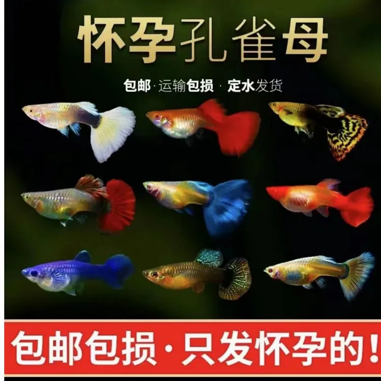 繁殖下崽随机品种的大肚孔雀鱼随机孕母套餐（入缸后不包损）
