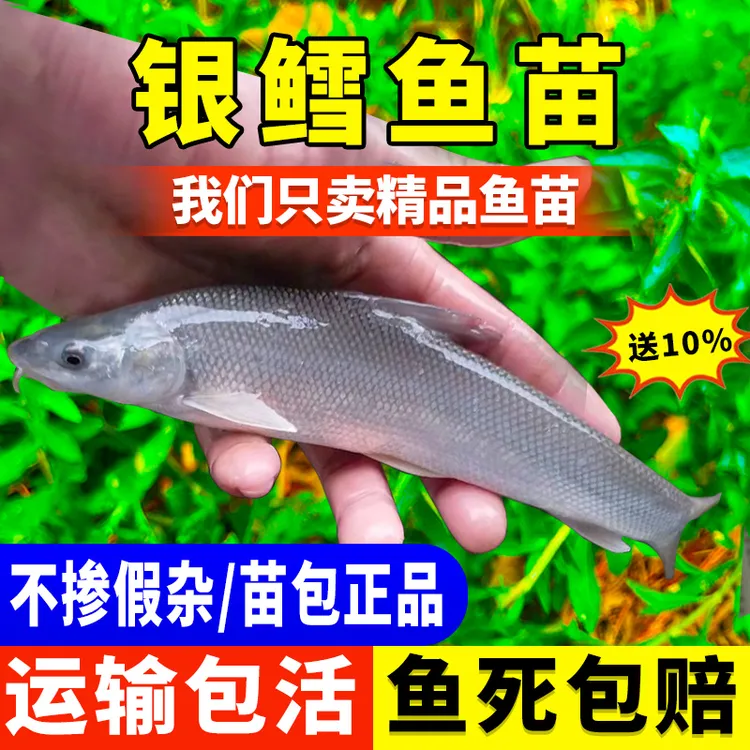 银鳕鱼苗淡水养殖食用红眼银雪鱼宠物活体冷水高档观赏鱼好养耐活