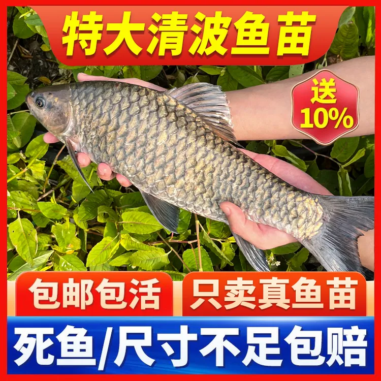 清波鱼苗批发青板倒刺鲃乌鳞鱼食用名贵鱼四川重庆本地宠物活体鱼