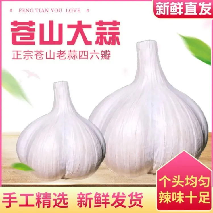 蒜中贵族】正宗山东大蒜头苍山四六瓣老品种糖蒜新干蒜1-5斤