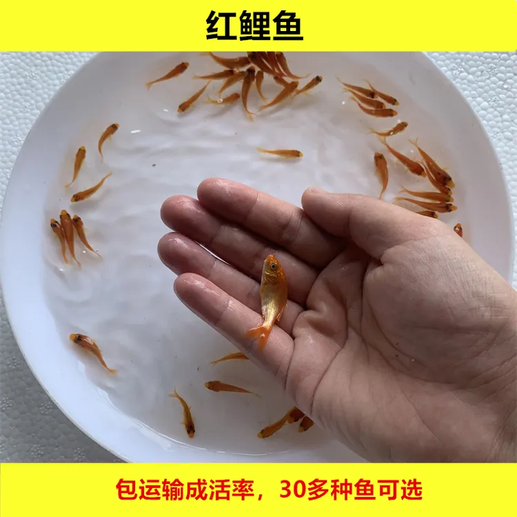淡水红鲤鱼活体观赏养殖宠物水族小鲤鱼好养殖