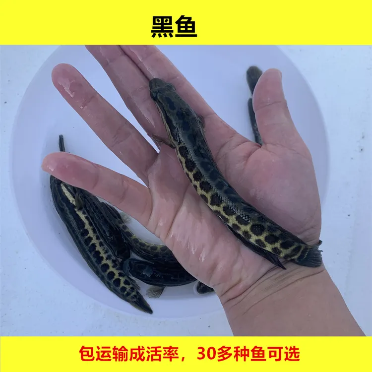 淡水黑鱼生鱼乌鳢鱼财鱼活体养殖观赏宠物水族鱼大规格小鱼好养活