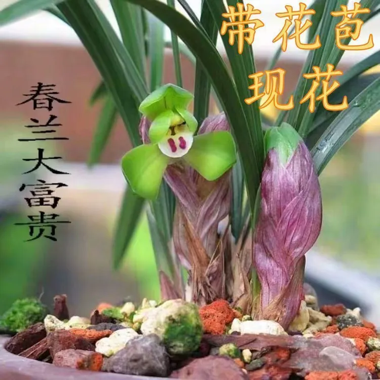 带花苞春兰大富贵矮种名贵兰花苗浓香型客厅阳台绿植盆栽易花好养