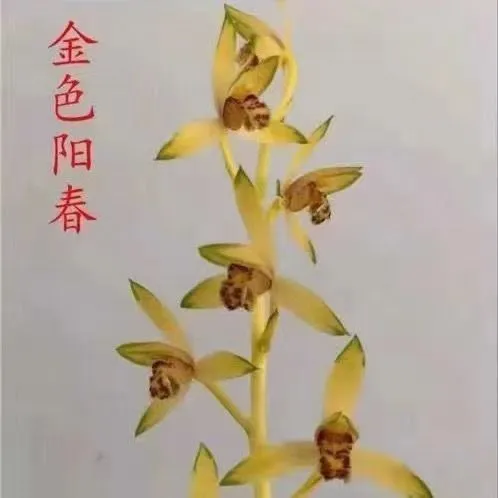 带花苞浓香型蕙兰花艺双全【金色阳春】阳台卧室客厅好养易活盆栽
