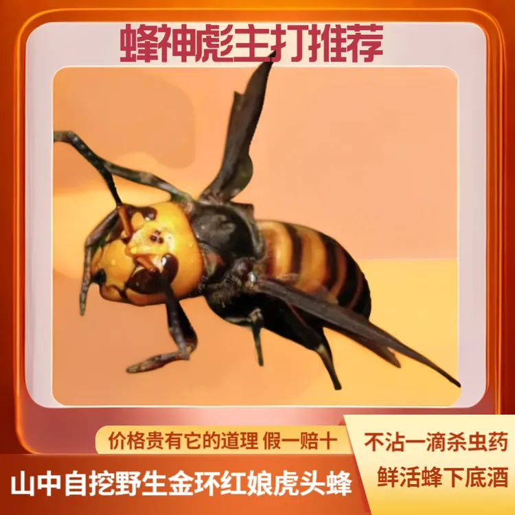 蜂神彪山上自挖虎头蜂成蜂