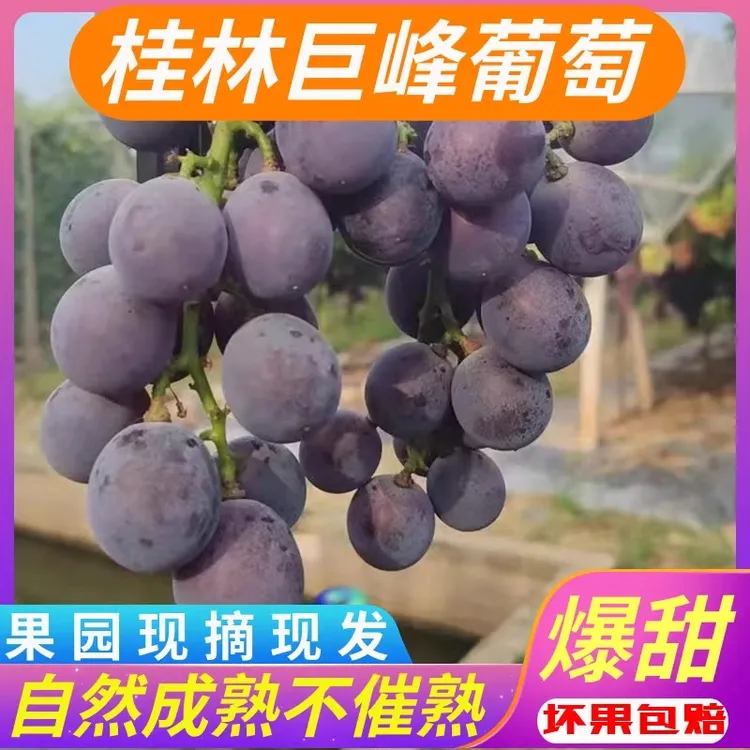 正宗广西兴安巨峰葡萄新鲜当季整箱孕妇水果黑色自然熟现摘现发