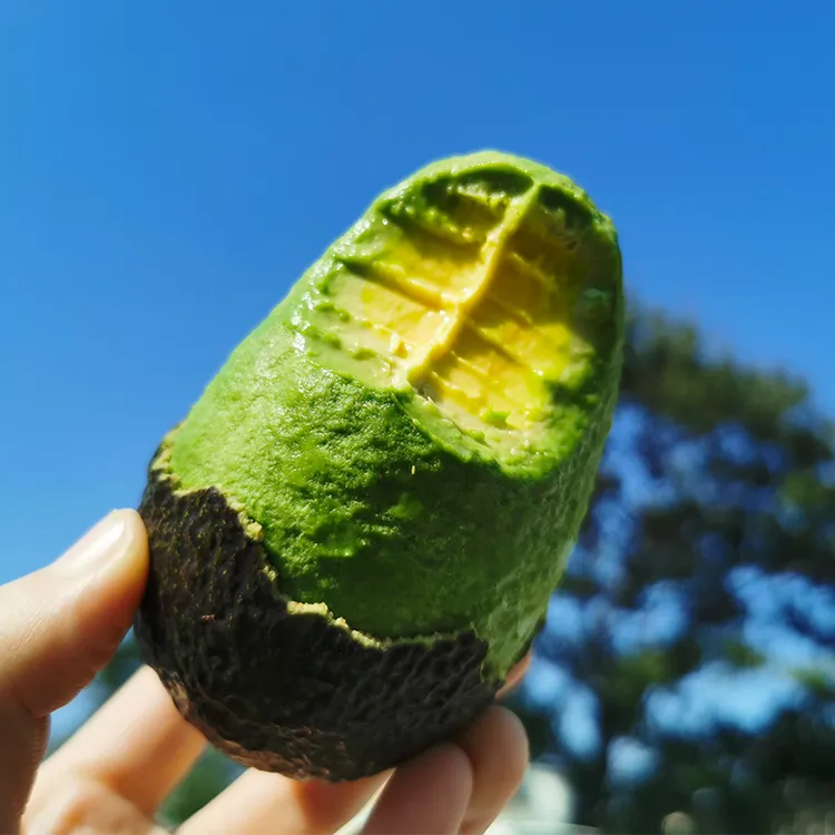 【禾晔精选】正宗精品哈斯牛油果新鲜采摘发货赠送芥末酱油宝宝辅食