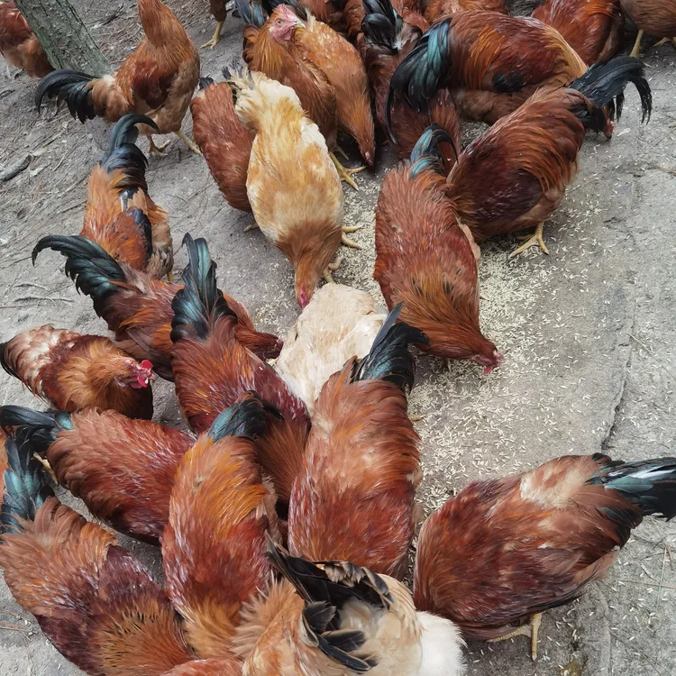 农产品代买（钟佳桥散养土鸡）